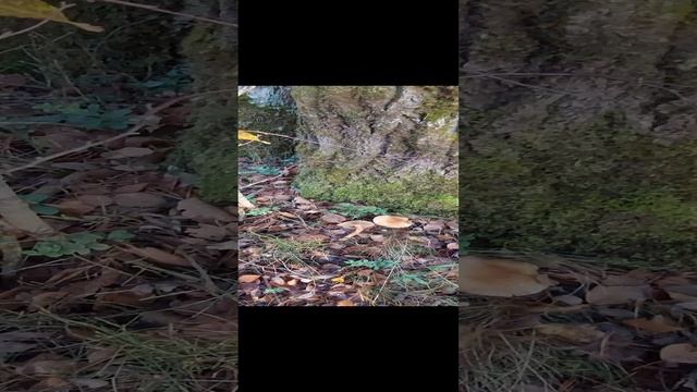 Грибы Чешуйчатки, королевский опенок.