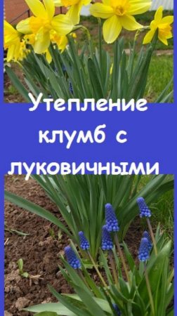 Обязательно утепляйте КЛУМБЫ С ЛУКОВИЧНЫМИ ЦВЕТАМИ - зимы стали очень сложными для них