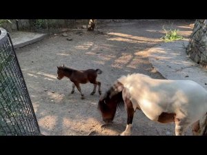 Жеребенок пони спустя пару дней после рождения уже БЕГАЕТ И ПРЫГАЕТ!