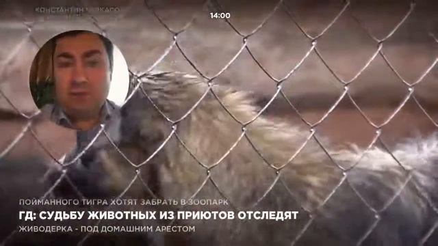 Госдума: Судьбу животных из приютов отследят смотреть онлайн