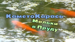 КаметоКарась Мальки в пруду