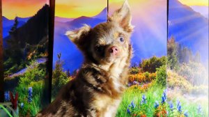 ПРОВОЖАЕМ #чихуахуа Норджину в НОВЫЙ дом 07.12.24 #купитьчихуахуа 89215950848 #продам_щенка_чихуа