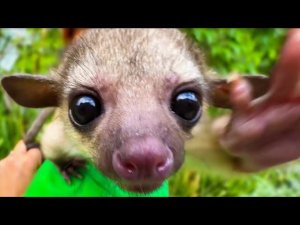 Выкормленная искусственно кинкажу Фима на ПЕРВОЙ в жизни ПРОГУЛКЕ!