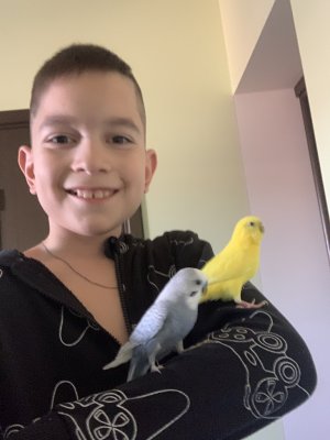 Убираюсь у попугаев 