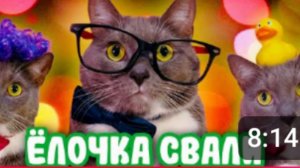 (Kotiynet) [КОТИКИ ГОТОВЯТСЯ К НОВОМУ ГОДУ]