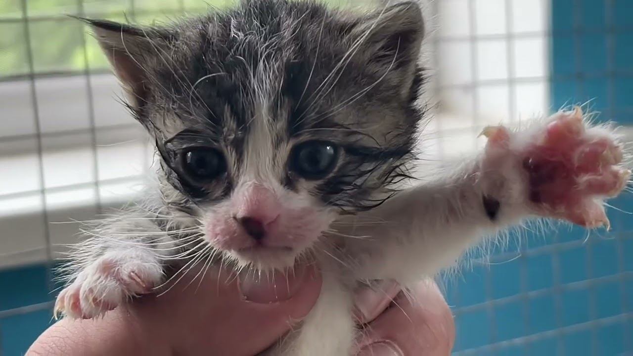 Котята СИРОТЫ очень забавно кушают сами!