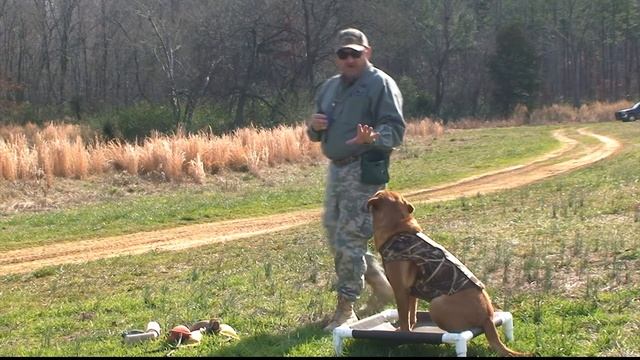 Hunting Dog Steadiness Drills on a Placeboard With Distractions смотреть онлайн
