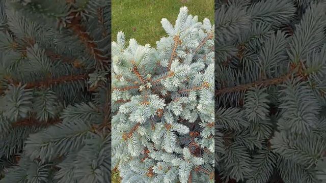 Сад с хвойными, гортензиями и розами ч.26 Новосибирск