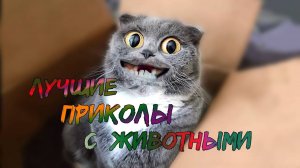 Приколы  С ОЗВУЧКОЙ! - Смешные коты! Самые смешные животные! ДО СЛЕЗ!