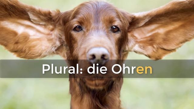 WÖRTERBUCH DEUTSCH: Ohr ⭐⭐⭐⭐⭐ Deutsch mit Untertiteln смотреть онлайн
