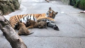 Тигрица Гроза кормит малышей тигрят!