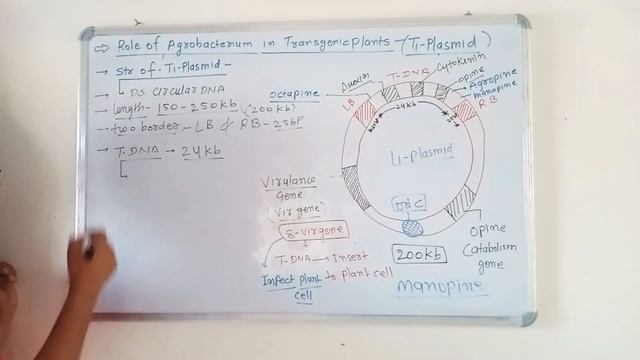 AGROBACTERIUM  Ti-PLASMID  GENETIC ENGINEERING  T-DNA INTRODUCE IN PLANT CELL 