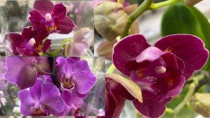 ПЕЛОРЫ В ЛЕРУА МЕРЛЕН,ЛЕМАНА ПРО.ОБЗОР ШИКАРНОГО ЗАВОЗА ОРХИДЕЙ!