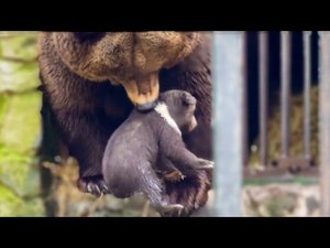 Медведица мама ЗАНОСИТ в берлогу медвежат после прогулки!