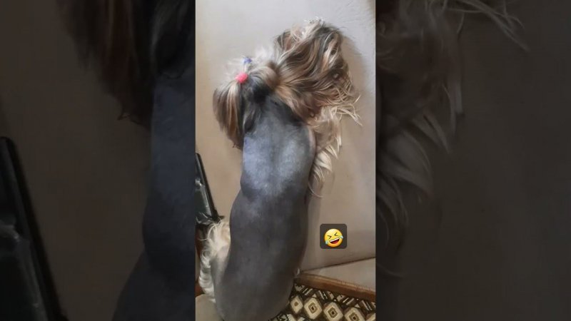 Йорк. Во сне лает#прикольныейорки #смешныесобаки #Юмор