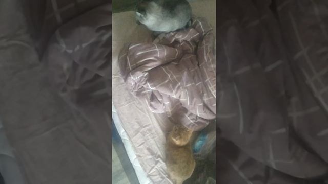 VID_20241207_133157(0).mp4 смотреть онлайн