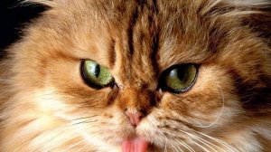 Майнкрафт тролинг  взрываем карту