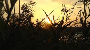 Охота на утку с чучелами и манком | Прощай «Уфимка» | Продираюсь через топи