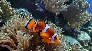 Расслабляющая музыка для сна, медитации, йоги. Коралловые сны: Танец рыбки клоуна.