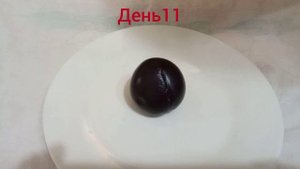 Гниение сливы. Эксперимент!!!
