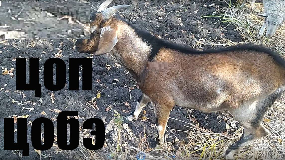 Цоп цобэ