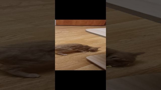 Мэри "отжала" у меня конфету 😊