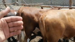 Uy sharoitida arzon usulda buqa boqish sirlari +998905651800