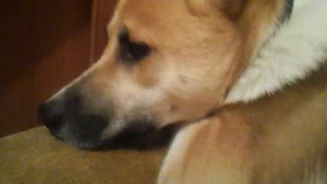 собака слушает гимн России