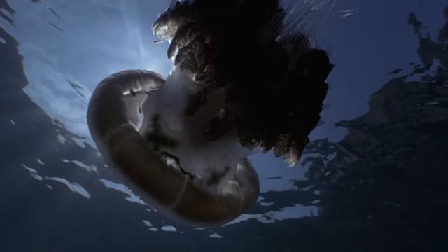 Moby-Porcelain смотреть онлайн