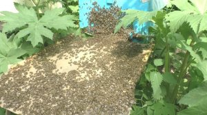 Роение пчел и медосбор