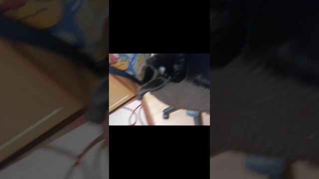 в общем вот так вот идёт моя кошачья жизнь! ☺️