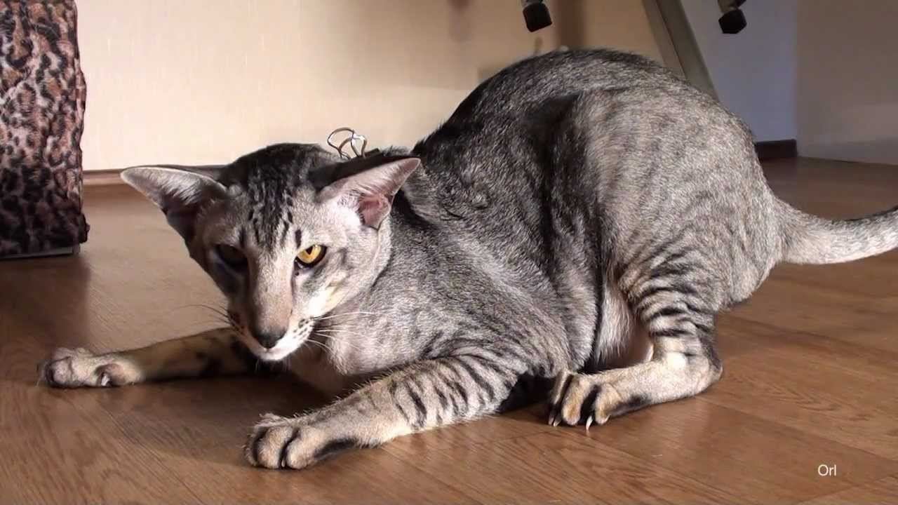 Котэ кошмары