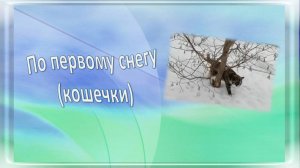 По первому снегу) кошечки