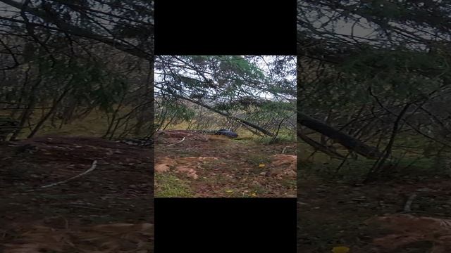 Москвички в Смоленском лесу. Не хотели в лес, теперь не выгнать.
