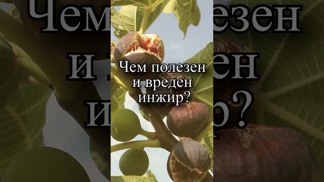 Чем полезен и вреден инжир?