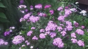 Выращивание и уход за Турецкой Гвоздикой на приусадебном участке.