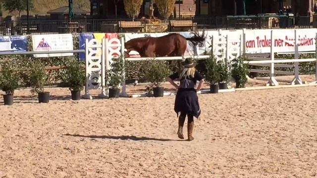 CCF's Triumpf - 2 yo, 18.2hh Trakehner Colt - filmed Nov. 2016 смотреть онлайн