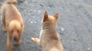 !!! ТРИ СОБАКИ НАПАЛИ НА ЧЕЛОВЕКА!!!