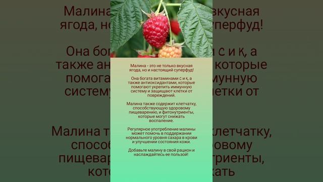 Польза малины 🤗🍓🌿