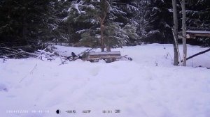 Лиса на фотоловушку днём