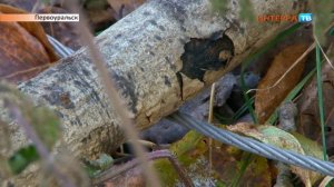 Гибель собаки 02 10 17