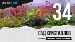 34. Сад кристаллов. Аквариум с живыми растениями