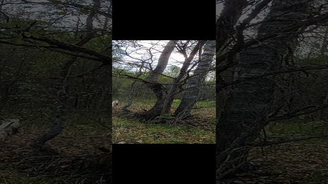 Лес в Бабиничах. По грибы