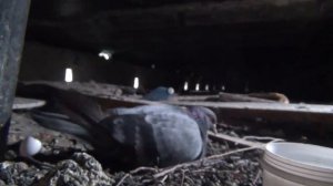 Мама- голубиха высиживает и кормит птенцов