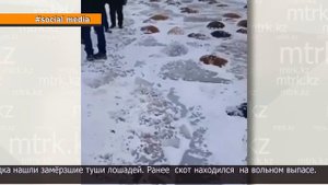 50 лошадей утонули в Айыртауском районе