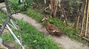 Выгодно ли держать мускусных уток?