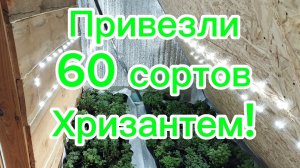 🪴Собираем большую коллекцию хризантем🪴