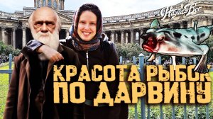 Красота рыбок по Дарвину.