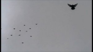 Николаевские голуби! ДОНБАСА!