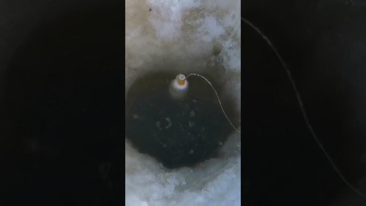 Зимняя Рыбалка на ХАПУГУ. #хитрыйосётр #рыбалка #ХАПУГА #сети смотреть онлайн